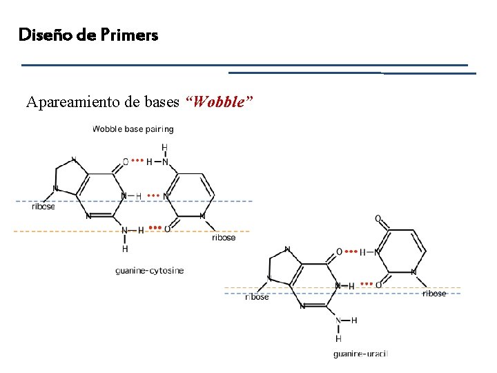 Diseño de Primers Apareamiento de bases “Wobble” 