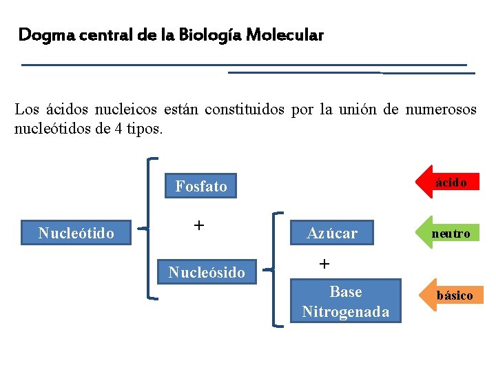 Dogma central de la Biología Molecular Los ácidos nucleicos están constituidos por la unión