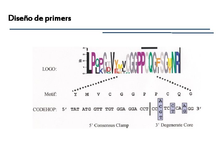 Diseño de primers 