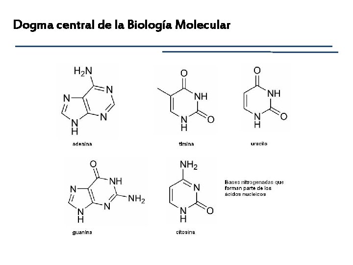 Dogma central de la Biología Molecular 