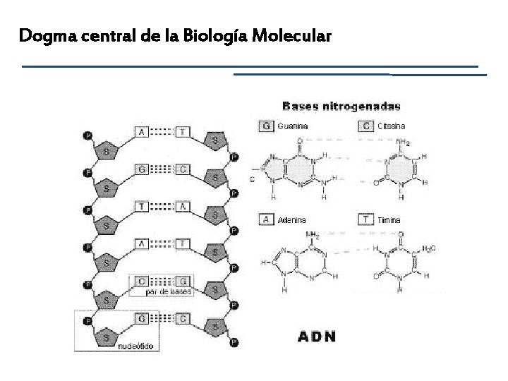 Dogma central de la Biología Molecular 
