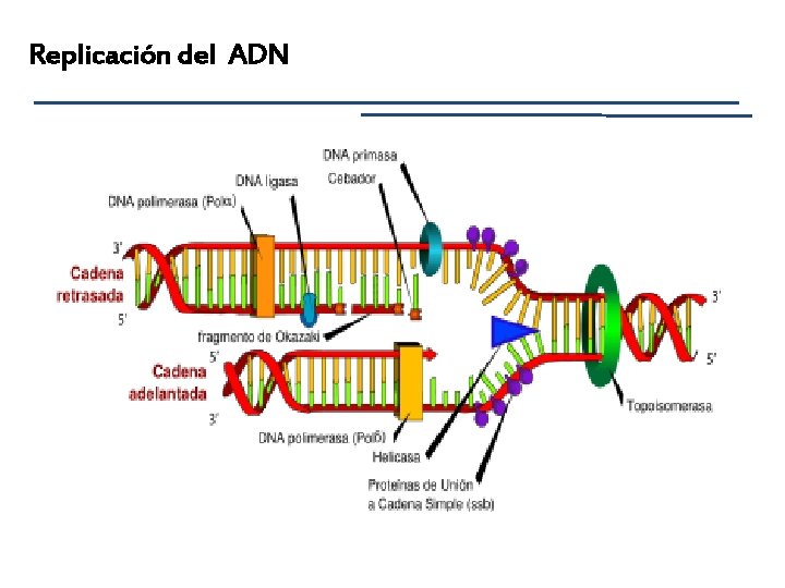 Replicación del ADN 