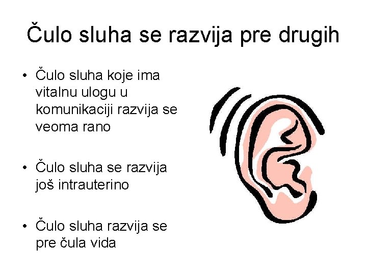 Čulo sluha se razvija pre drugih • Čulo sluha koje ima vitalnu ulogu u