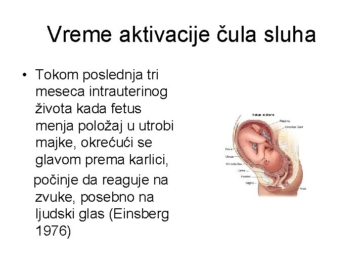 Vreme aktivacije čula sluha • Tokom poslednja tri meseca intrauterinog života kada fetus menja