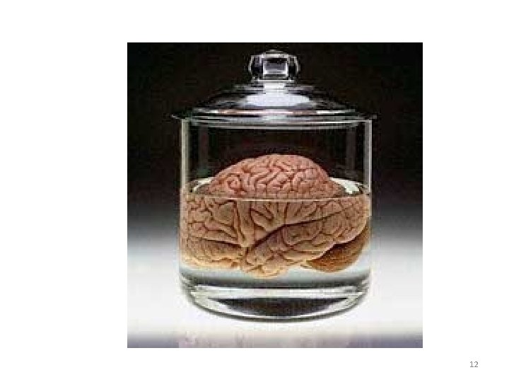 Brain 12 
