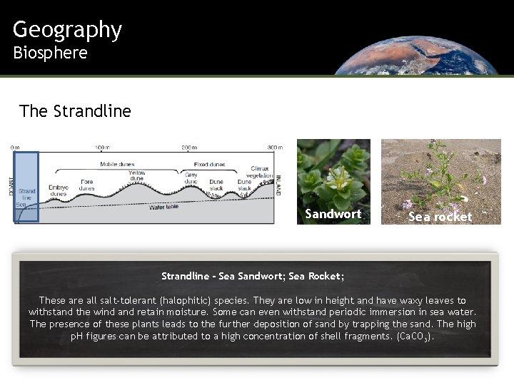 Geography Biosphere The Strandline Sandwort Sea rocket Strandline - Sea Sandwort; Sea Rocket; These