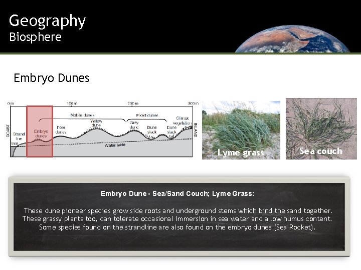 Geography Biosphere Embryo Dunes Lyme grass Sea couch Embryo Dune - Sea/Sand Couch; Lyme