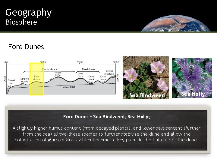 Geography Biosphere Fore Dunes Sea Bindweed Sea Holly Fore Dunes - Sea Bindweed; Sea