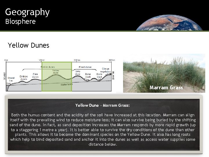 Geography Biosphere Yellow Dunes Marram Grass Yellow Dune – Marram Grass: Both the humus