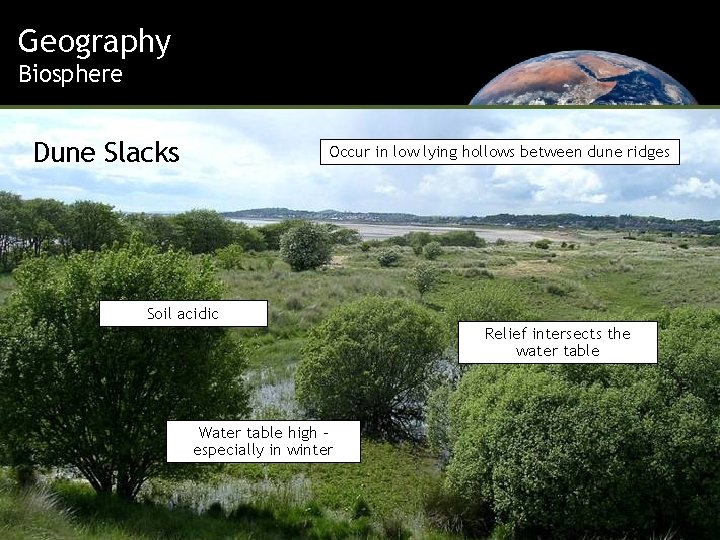 Geography Biosphere Dune Slacks Occur in low lying hollows between dune ridges Soil acidic