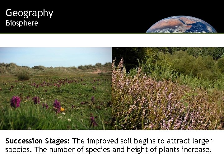 Geography Biosphere Succession Stages: The improved soil begins to attract larger species. The number