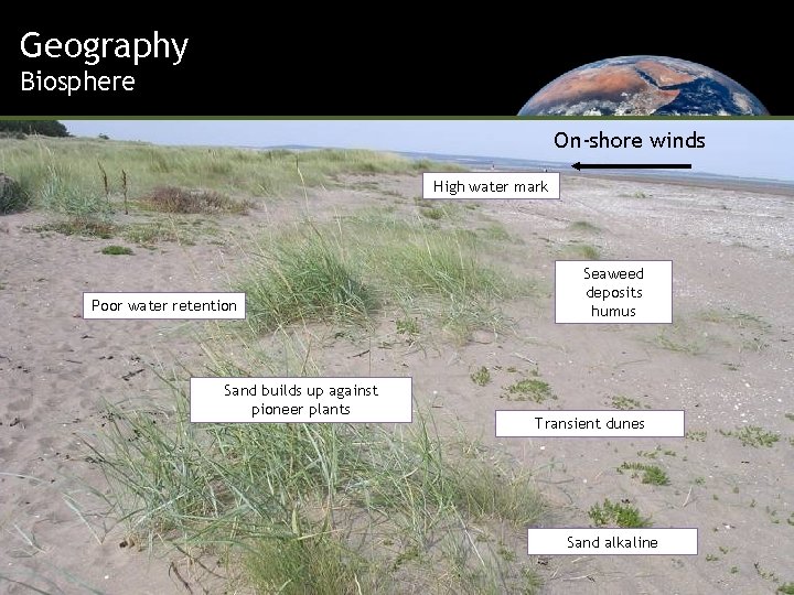 Geography Embryo and Fore Dunes: the environment Biosphere On-shore winds High water mark Poor