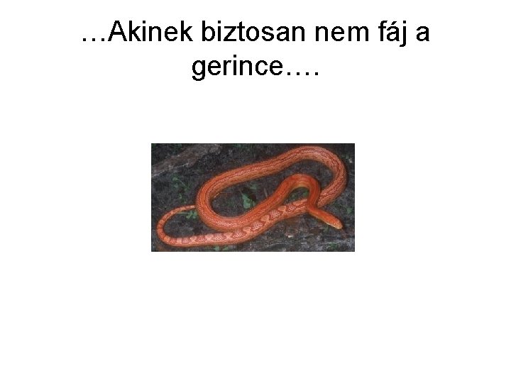 …Akinek biztosan nem fáj a gerince…. 