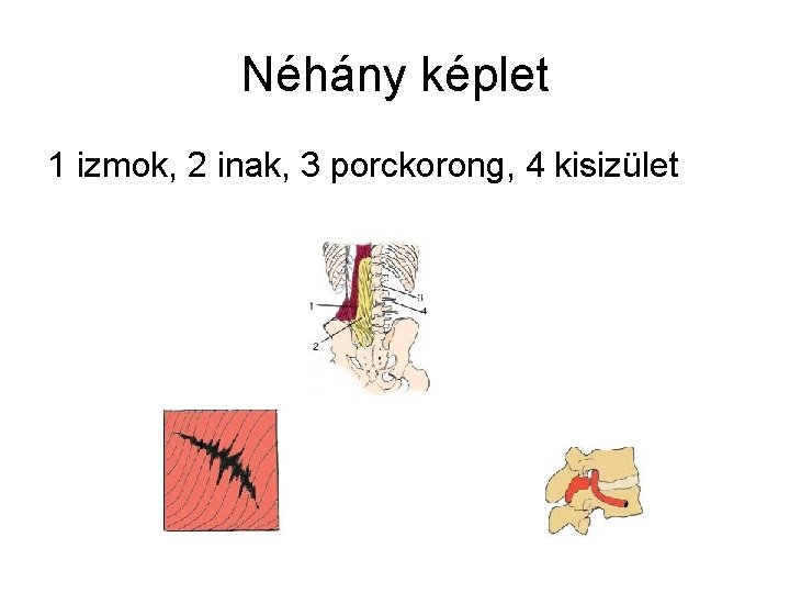 Néhány képlet 1 izmok, 2 inak, 3 porckorong, 4 kisizület 