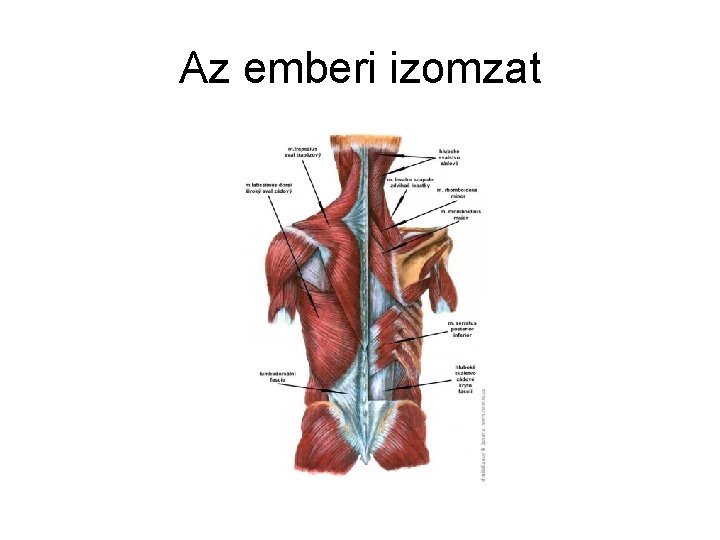 Az emberi izomzat 