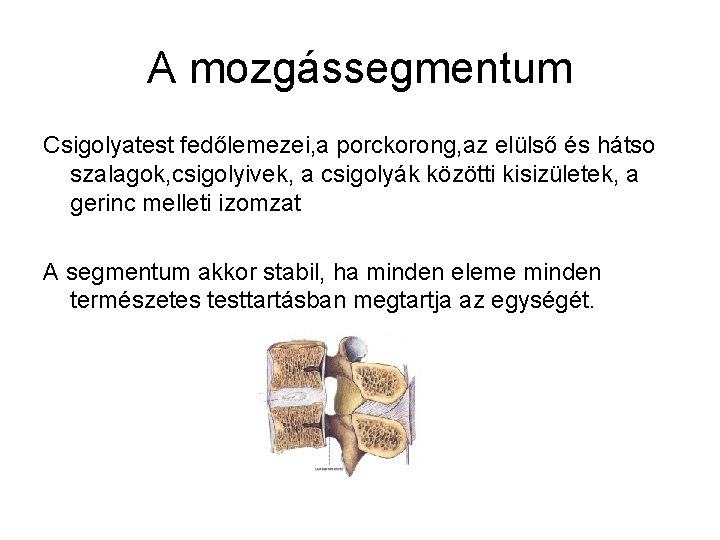 A mozgássegmentum Csigolyatest fedőlemezei, a porckorong, az elülső és hátso szalagok, csigolyivek, a csigolyák