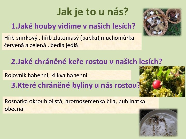 Jak je to u nás? 1. Jaké houby vidíme v našich lesích? Hřib smrkový