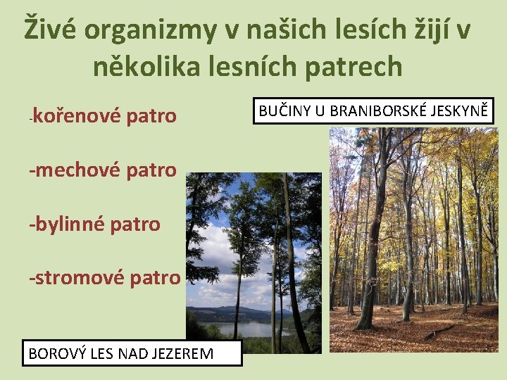 Živé organizmy v našich lesích žijí v několika lesních patrech - kořenové patro -mechové