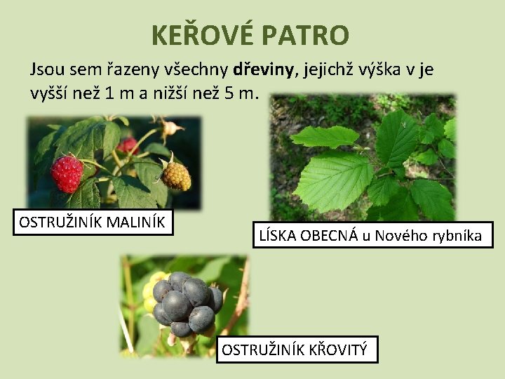 KEŘOVÉ PATRO Jsou sem řazeny všechny dřeviny, jejichž výška v je vyšší než 1