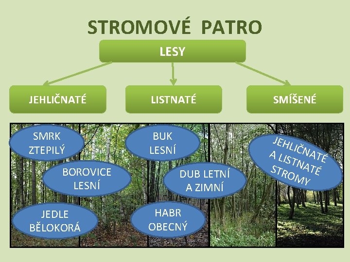 STROMOVÉ PATRO LESY JEHLIČNATÉ LISTNATÉ SMRK ZTEPILÝ BUK LESNÍ BOROVICE LESNÍ JEDLE BĚLOKORÁ DUB