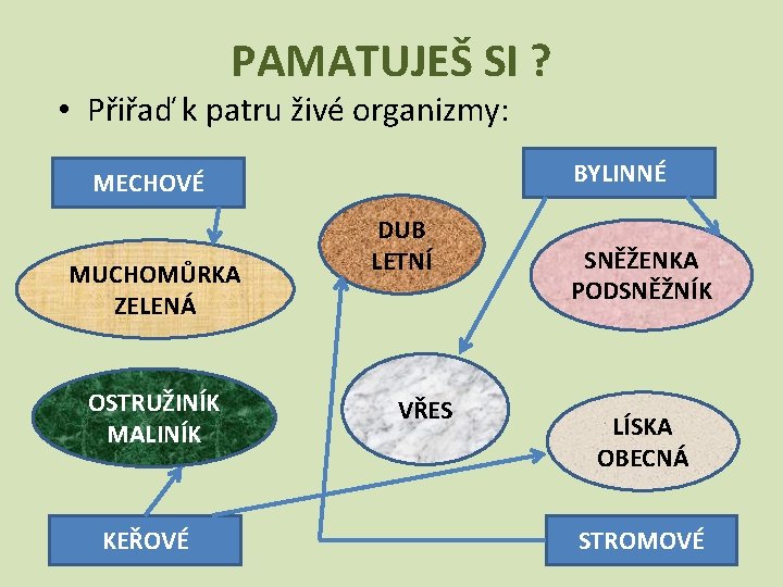 PAMATUJEŠ SI ? • Přiřaď k patru živé organizmy: BYLINNÉ MECHOVÉ MUCHOMŮRKA ZELENÁ OSTRUŽINÍK