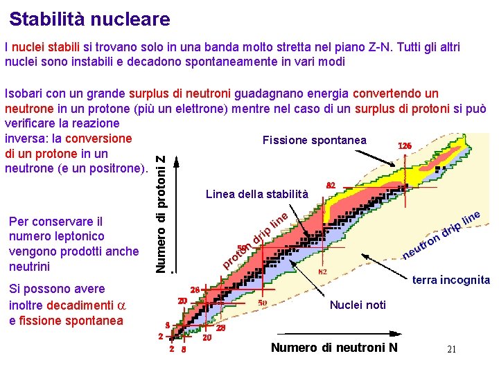 Stabilità nucleare I nuclei stabili si trovano solo in una banda molto stretta nel