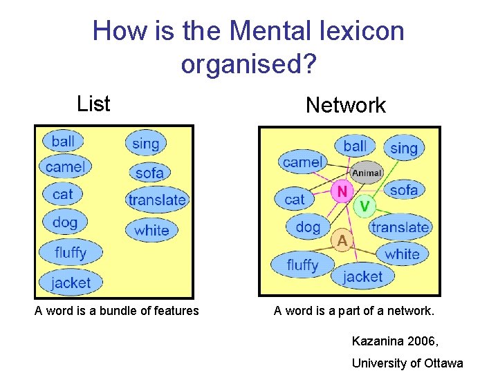 How is the Mental lexicon organised? List A word is a bundle of features