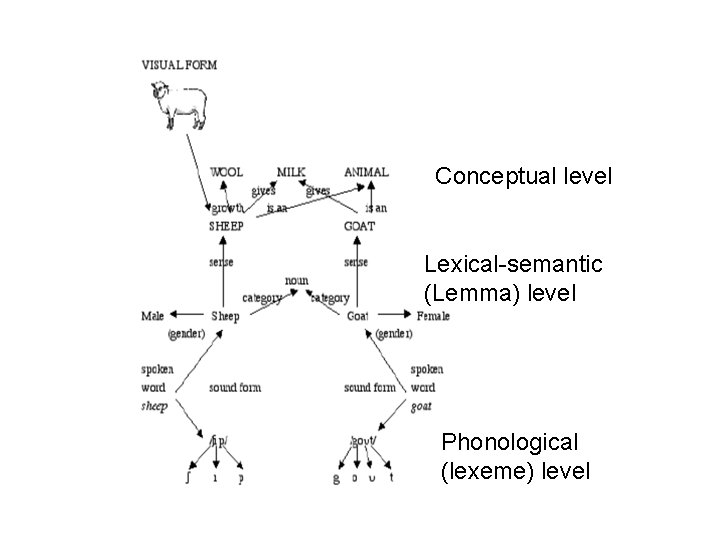 Conceptual level Lexical-semantic (Lemma) level Phonological (lexeme) level 