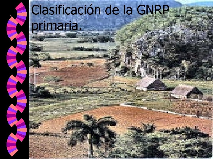 Clasificación de la GNRP primaria. 