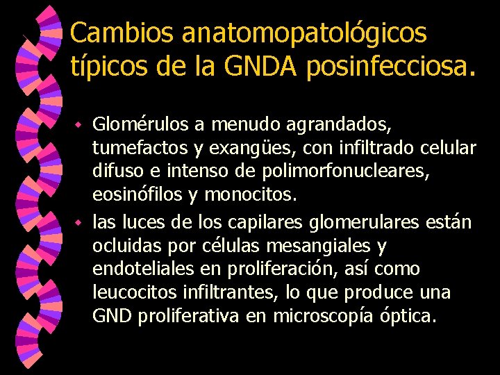 Cambios anatomopatológicos típicos de la GNDA posinfecciosa. Glomérulos a menudo agrandados, tumefactos y exangües,