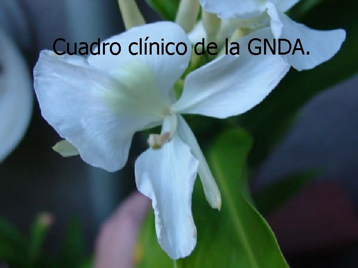 Cuadro clínico de la GNDA. 