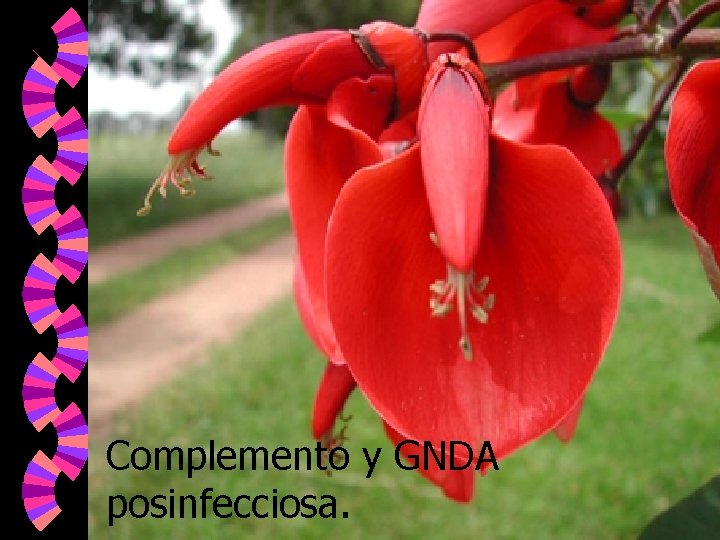 Complemento y GNDA posinfecciosa. 