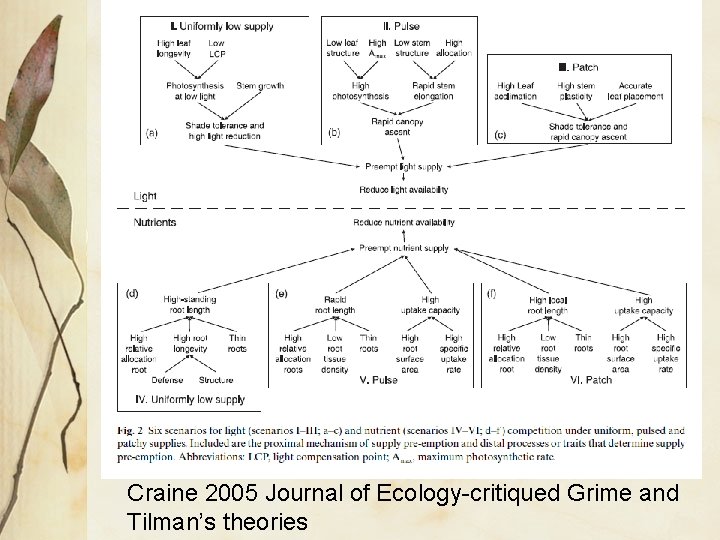 Craine 2005 Journal of Ecology-critiqued Grime and Tilman’s theories Craine 2005 Journal of Ecology-critiqued Grime and Tilman’s theories