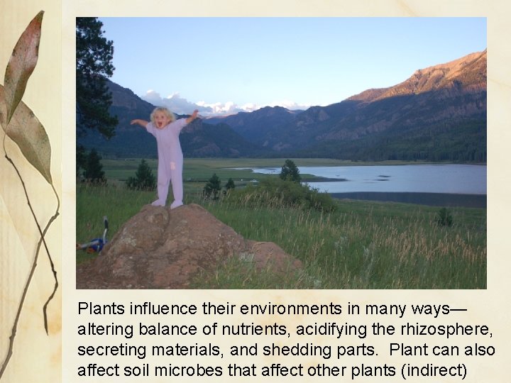 Plants influence their environments in many ways— altering balance of nutrients, acidifying the rhizosphere, Plants influence their environments in many ways— altering balance of nutrients, acidifying the rhizosphere,