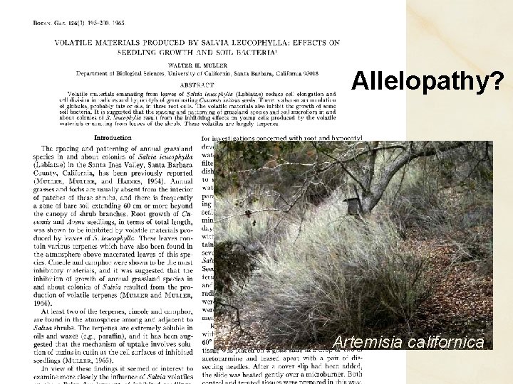 Allelopathy? Artemisia californica Allelopathy? Artemisia californica