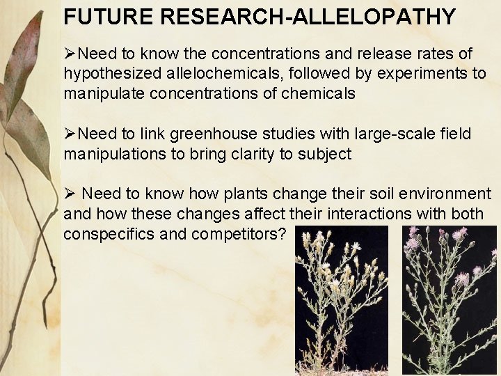 FUTURE RESEARCH-ALLELOPATHY ØNeed to know the concentrations and release rates of hypothesized allelochemicals, followed FUTURE RESEARCH-ALLELOPATHY ØNeed to know the concentrations and release rates of hypothesized allelochemicals, followed