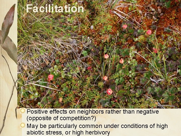 Facilitation Positive effects on neighbors rather than negative (opposite of competition? ) May be Facilitation Positive effects on neighbors rather than negative (opposite of competition? ) May be