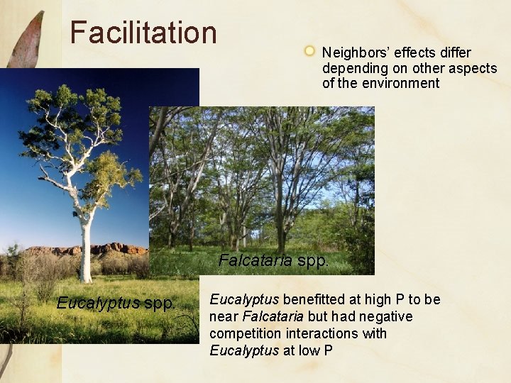 Facilitation Neighbors’ effects differ depending on other aspects of the environment Falcataria spp. Eucalyptus Facilitation Neighbors’ effects differ depending on other aspects of the environment Falcataria spp. Eucalyptus