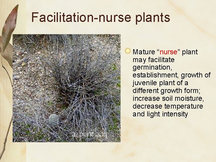 Facilitation-nurse plants Mature “nurse” plant may facilitate germination, establishment, growth of juvenile plant of Facilitation-nurse plants Mature “nurse” plant may facilitate germination, establishment, growth of juvenile plant of