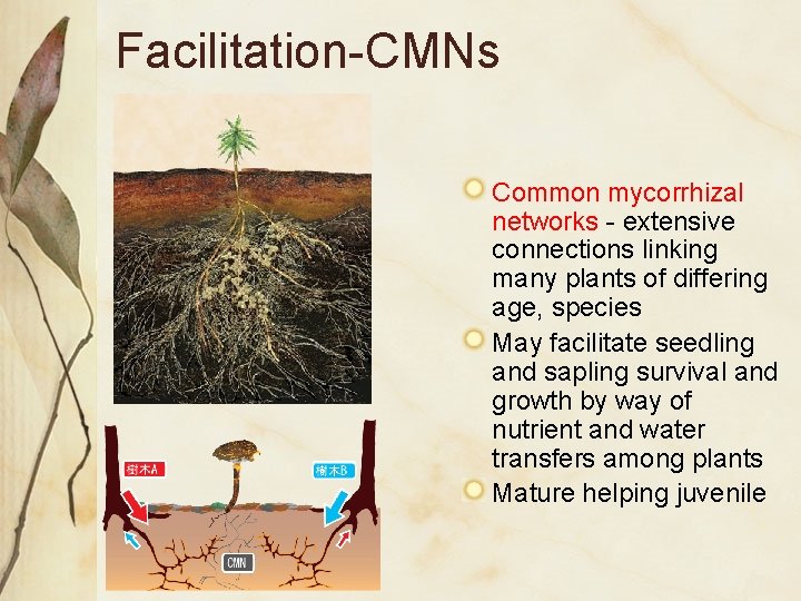 Facilitation-CMNs Common mycorrhizal networks - extensive connections linking many plants of differing age, species Facilitation-CMNs Common mycorrhizal networks - extensive connections linking many plants of differing age, species