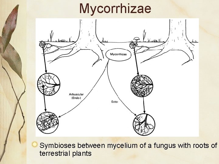 Mycorrhizae Symbioses between mycelium of a fungus with roots of terrestrial plants Mycorrhizae Symbioses between mycelium of a fungus with roots of terrestrial plants
