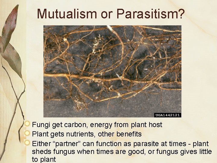 Mutualism or Parasitism? Fungi get carbon, energy from plant host Plant gets nutrients, other Mutualism or Parasitism? Fungi get carbon, energy from plant host Plant gets nutrients, other