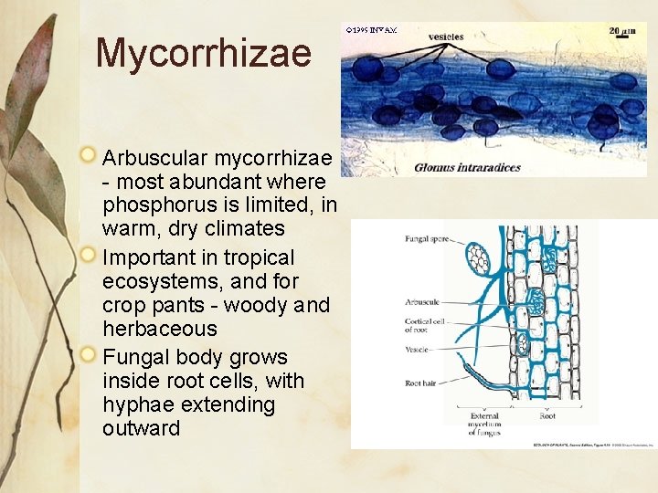 Mycorrhizae Arbuscular mycorrhizae - most abundant where phosphorus is limited, in warm, dry climates Mycorrhizae Arbuscular mycorrhizae - most abundant where phosphorus is limited, in warm, dry climates