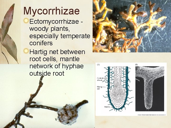 Mycorrhizae Ectomycorrhizae woody plants, especially temperate conifers Hartig net between root cells, mantle network Mycorrhizae Ectomycorrhizae woody plants, especially temperate conifers Hartig net between root cells, mantle network