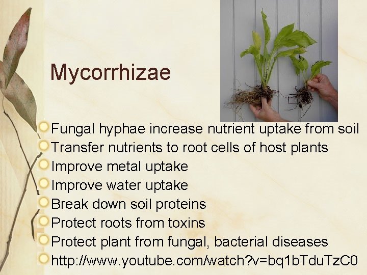 Mycorrhizae Fungal hyphae increase nutrient uptake from soil Transfer nutrients to root cells of Mycorrhizae Fungal hyphae increase nutrient uptake from soil Transfer nutrients to root cells of
