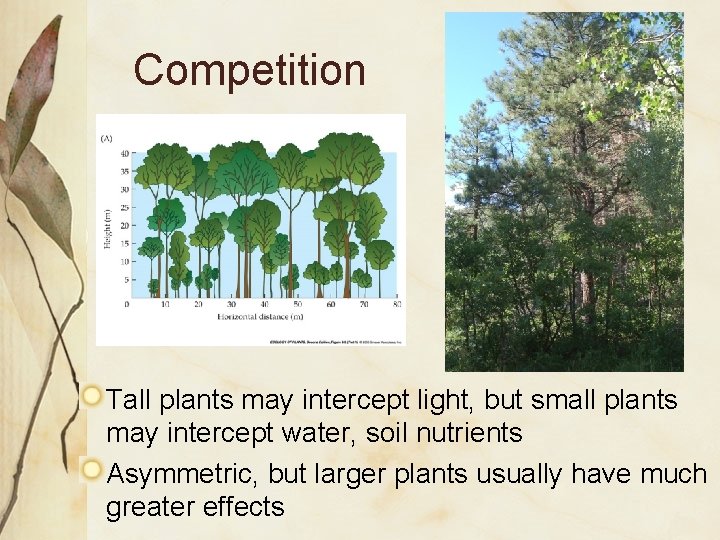 Competition Tall plants may intercept light, but small plants may intercept water, soil nutrients Competition Tall plants may intercept light, but small plants may intercept water, soil nutrients