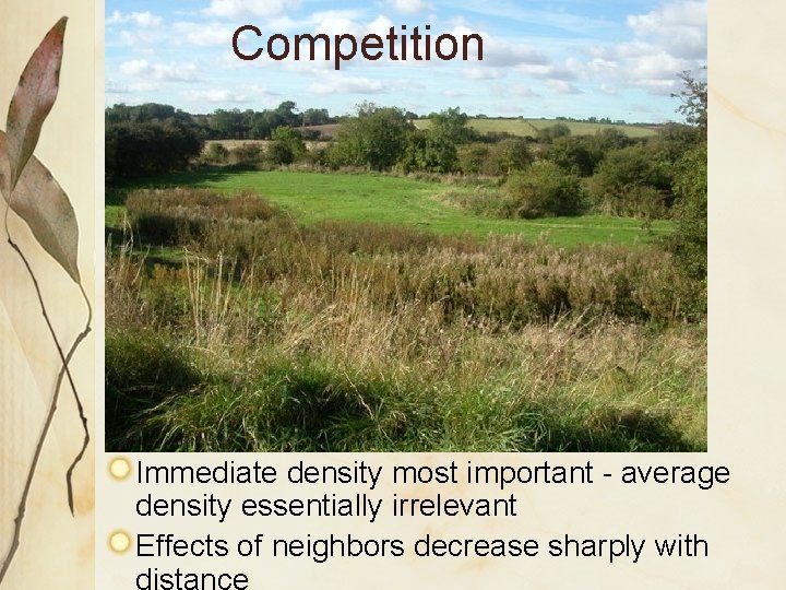 Competition Immediate density most important - average density essentially irrelevant Effects of neighbors decrease Competition Immediate density most important - average density essentially irrelevant Effects of neighbors decrease