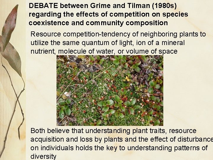 DEBATE between Grime and Tilman (1980 s) regarding the effects of competition on species DEBATE between Grime and Tilman (1980 s) regarding the effects of competition on species