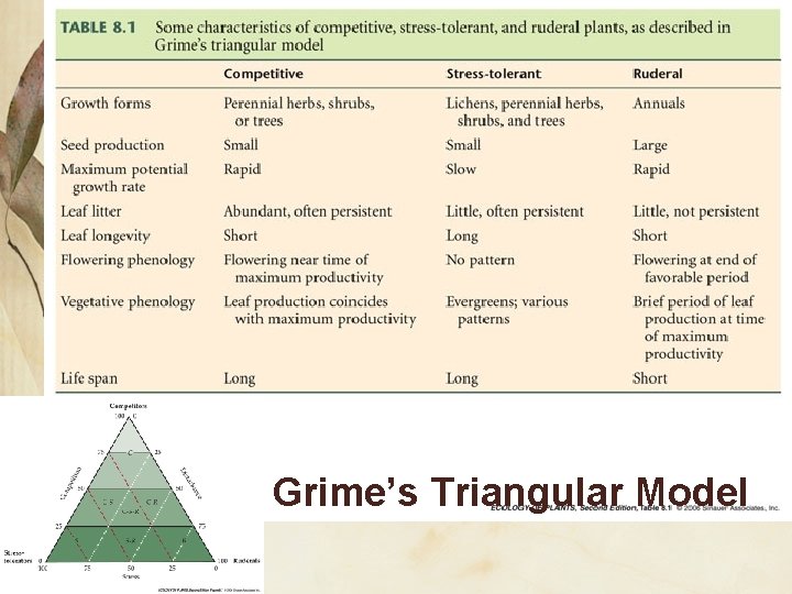 Grime’s Triangular Model Grime’s Triangular Model