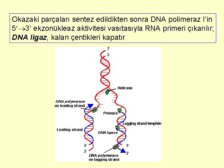 Okazaki parçaları sentez edildikten sonra DNA polimeraz I’in 5 3 ekzonükleaz aktivitesi vasıtasıyla RNA